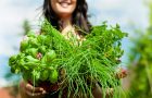 Les 10 meilleures herbes pour votre santé (Partie 2)