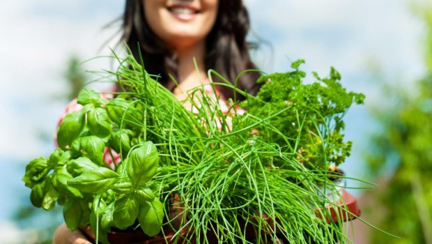 Les 10 meilleures herbes pour votre santé (Partie 2)