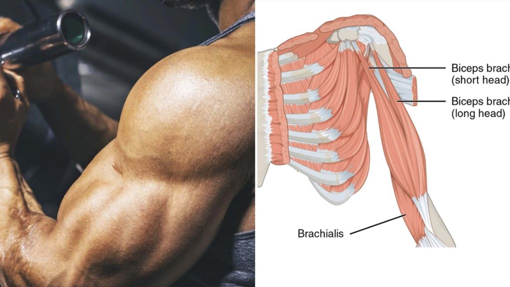 protocole biceps